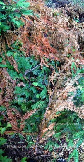 Redwood pine needles
