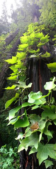 Ivy Clings to a Redwood Tree, Occidental, Sonoma County