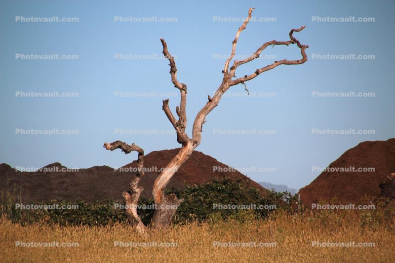 Bare Tree, Laguna De Santa Rosa, wetlands
