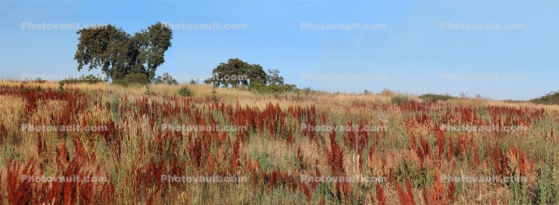 Oak Trees, panorama, Laguna De Santa Rosa, wetlands, Sonoma County Regional Park