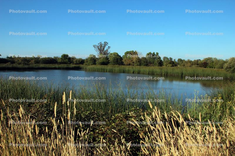 Kelly Pond, Laguna De Santa Rosa, wetlands, Sonoma County Regional Park