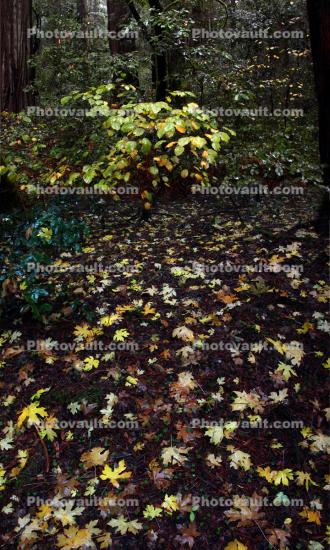 Leaves on the forest floor
