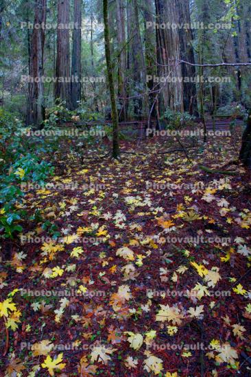 Autumn Leaves on the forest floor