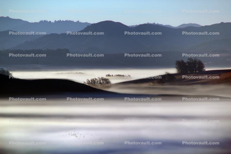 Fog, Valley, early morning, sun, Sonoma County looking south into Marin County hills, trees, hills