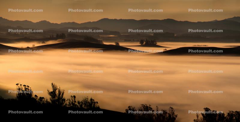 Fog, Valley, early morning, Sonoma County looking south into Marin County hills, trees, hills