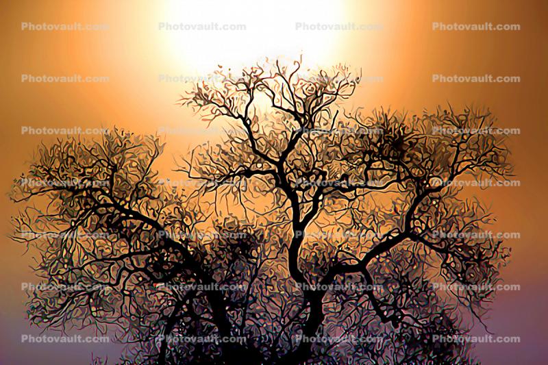 Transcendental Oak Tree fractals, Paintography