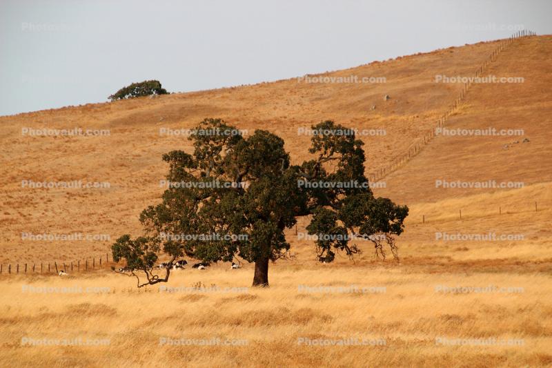 Golden Hills in the Summer with an Oak Tree