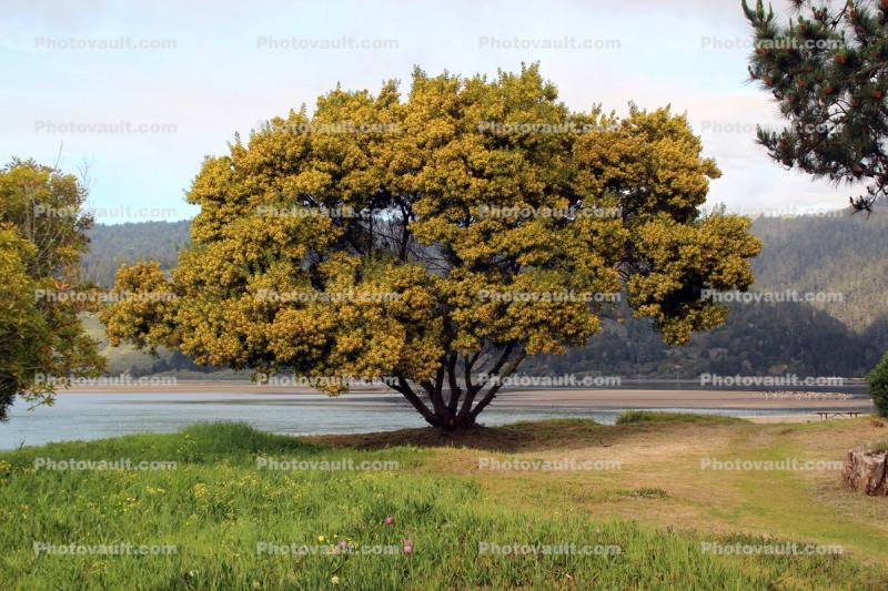 Mimosa Tree, Stinson Beach, Marin County