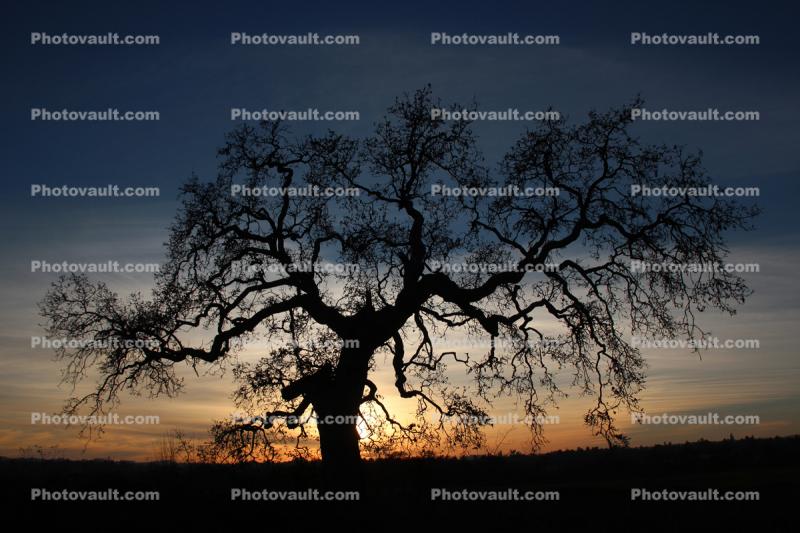 Sunset Oak Tree