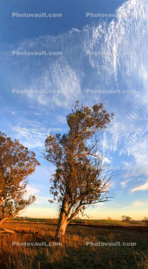 Eucalyptus Tree and Wispy Clouds