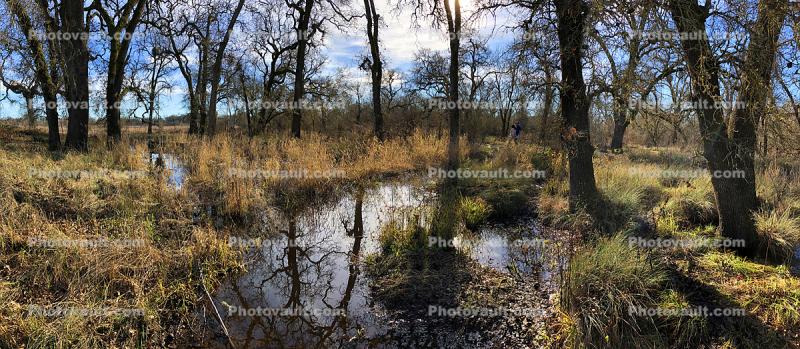 Panorama in Wooded Wetlands, Forest, Grass, Water, Swamp