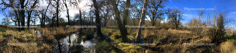 Panorama in Wooded Wetlands, Forest, Grass, Water, Swamp