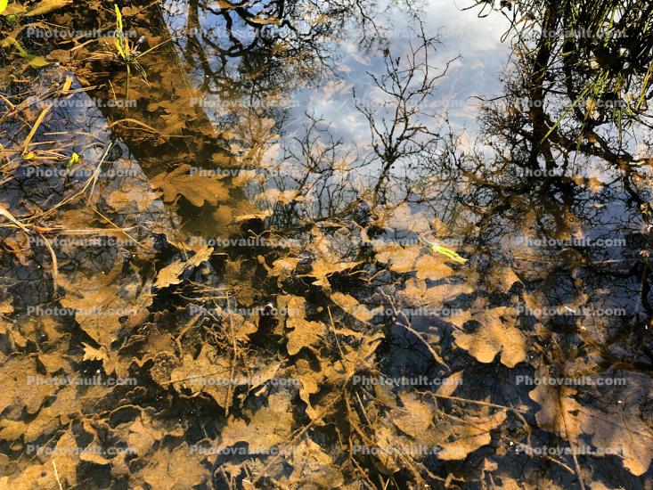 Decaying Oak Tree Leaves in Water, Tannic Acid, Wetlands