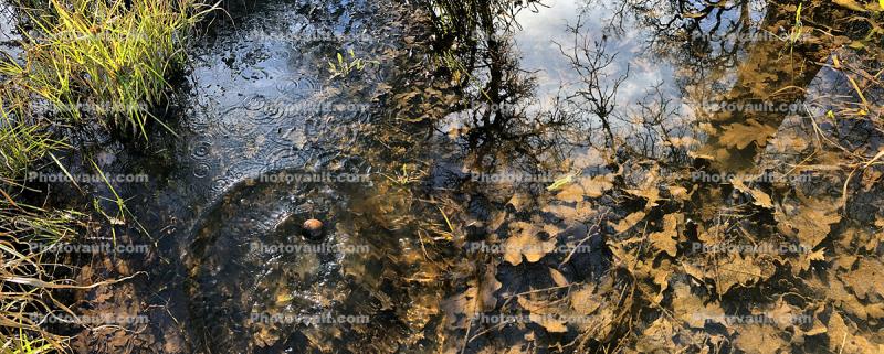 Leaves in the Water with Splash Waves Emanating, Panorama