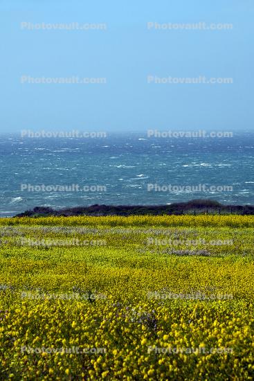 Yellow Mustard Flower Field, stormy, windy, whitecaps