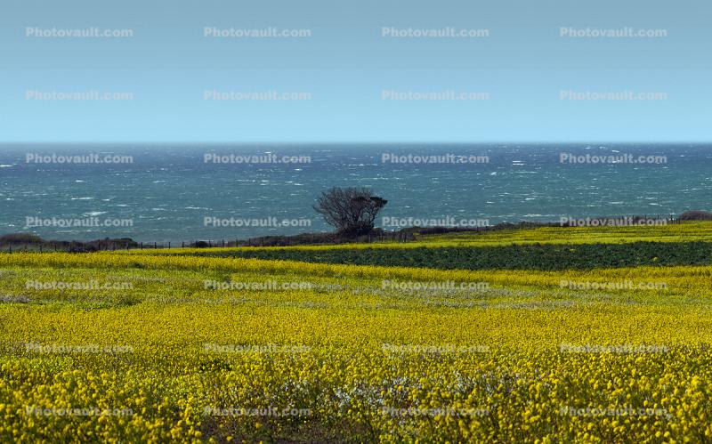Yellow Mustard Flower Fields, Lone Tree, Pacific Ocean, stormy, windy, whitecaps
