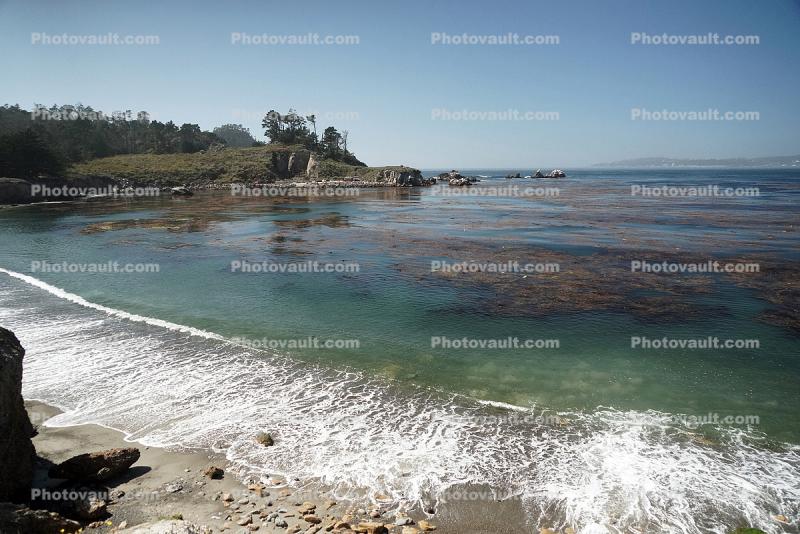 Point Lobos Beach, Kelp, Ocean