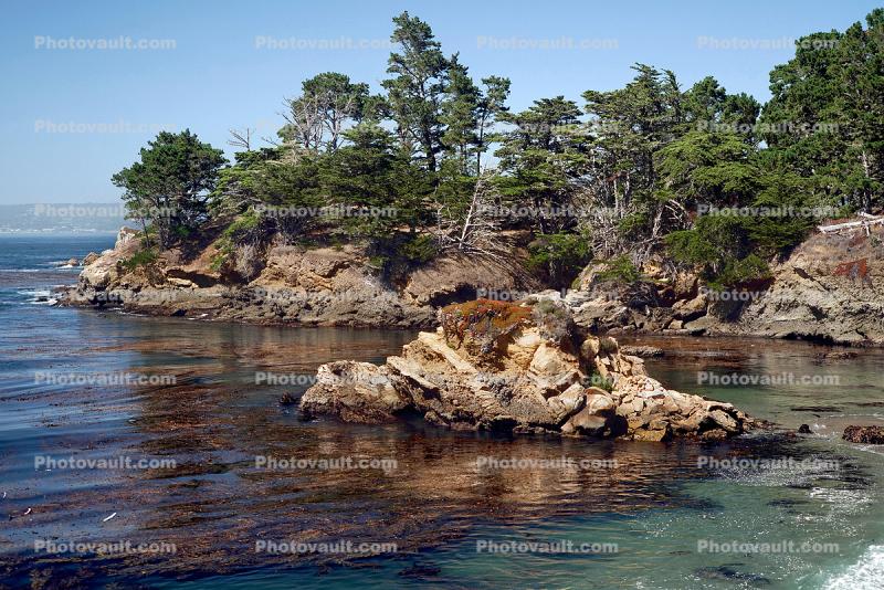 Point Lobos Beach, Kelp, Ocean, Shoreline Rock Cliffs, Coastline, Pacific Ocean