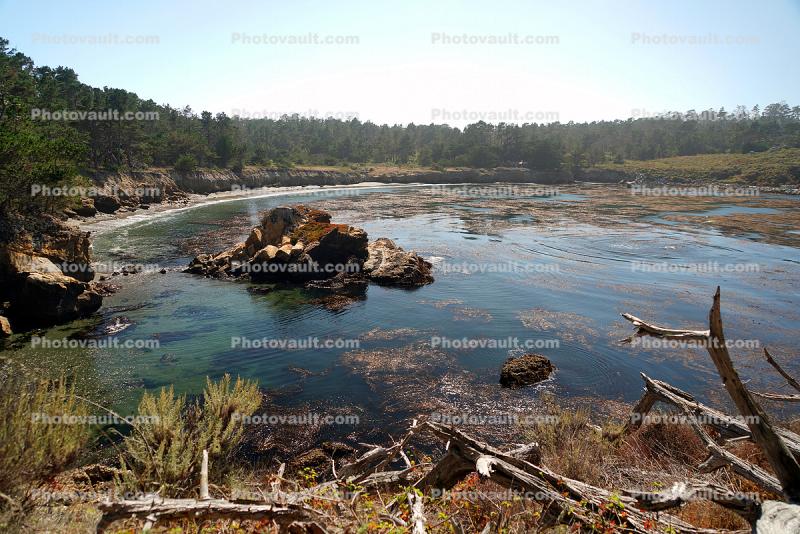 Point Lobos Beach, Kelp, Ocean, Shoreline Rock Cliffs, Coastline, Pacific Ocean