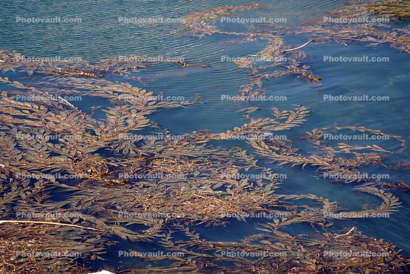 Kelp Sprawling on the Ocean