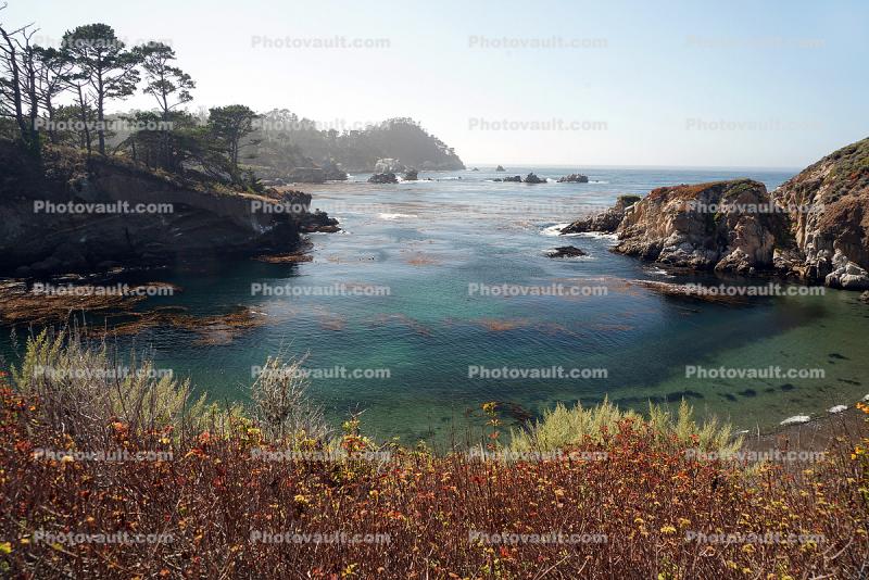 Point Lobos Beach, Kelp, Ocean