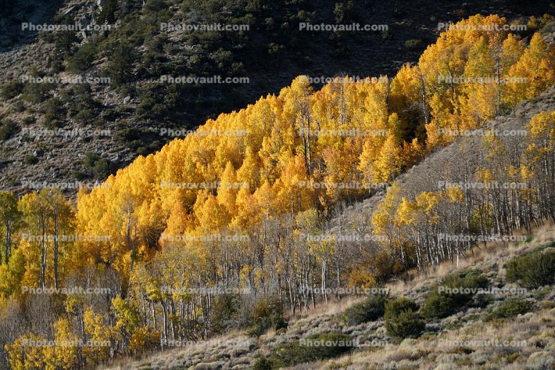 Aspen Trees, Autumn, June Lake Loop