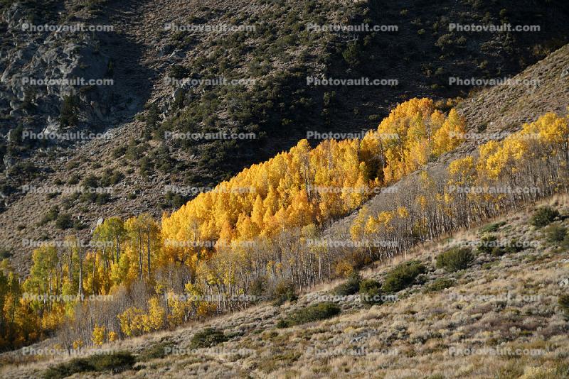 Aspen Trees, Autumn, June Lake Loop