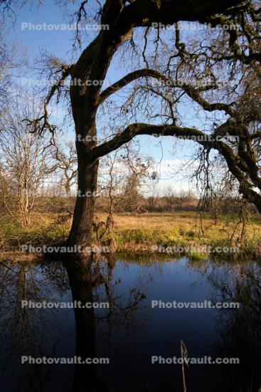 Bare Tree