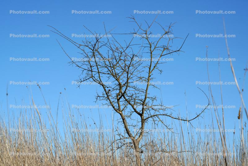 Bare Trees