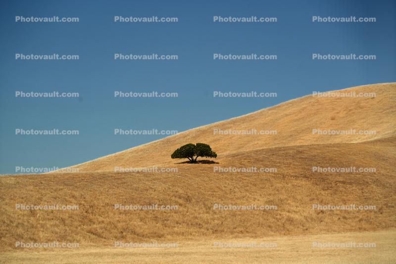 Lone Tree, dry Hills