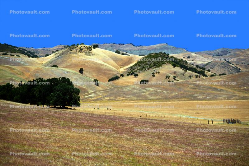 Trees, dry Hills, State Route SR25