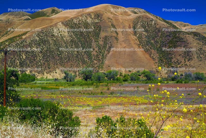 Colorful Ground Vegetation, Mountain, State Route SR25