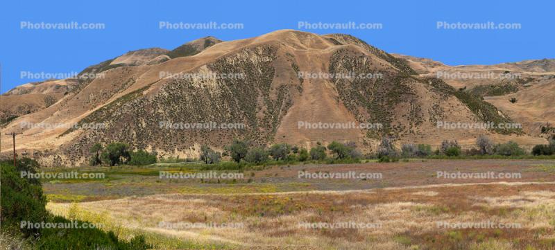 Colorful Ground Cover, Flowers, Mountain, State Route SR25