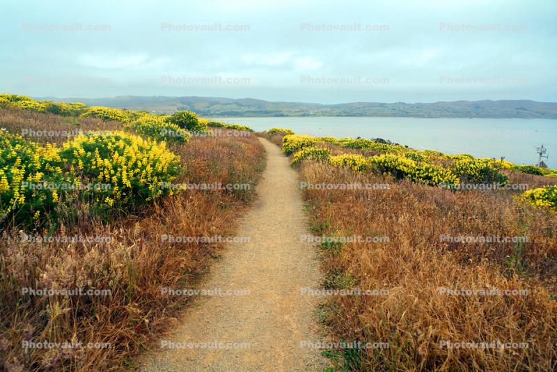 Path of Dry Grass and Yellow Flowers, Bodega Head