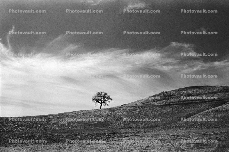 Lone Tree, Clouds, Sonoma County, Equanimity