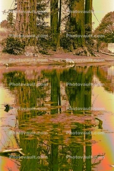 Bull Frog Pond, reflection, water, wet, liquid, lake