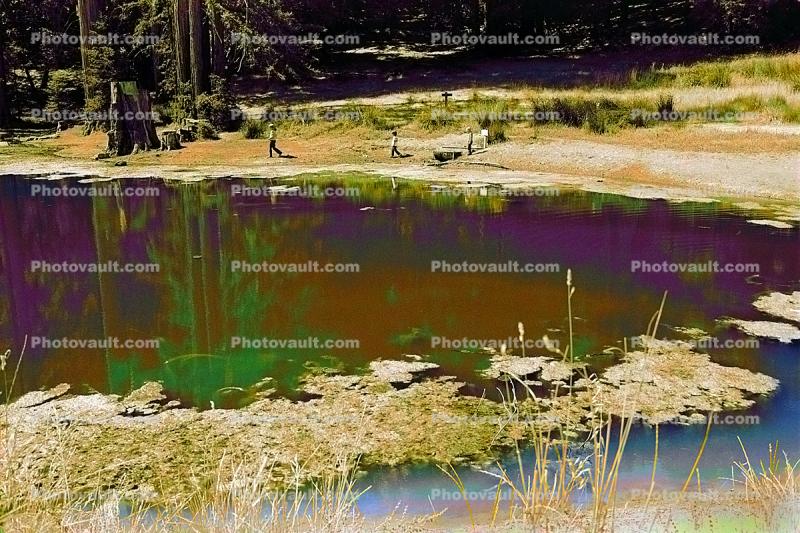 Bull Frog Pond, reflection, water, wet, liquid, lake