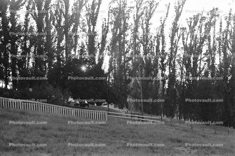 Fence, Eucalyptus Trees, Rose Avenue, Cotati, Sonoma County