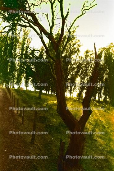Eucalyptus Trees, Maralees Lane, Cotati, Sonoma County