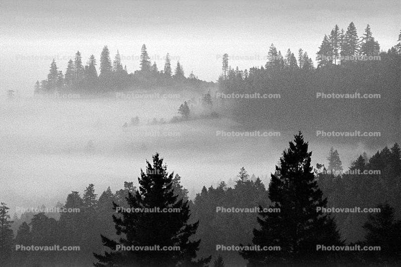 fog over the coastal range, bucolic, Mountains, mystical, forest