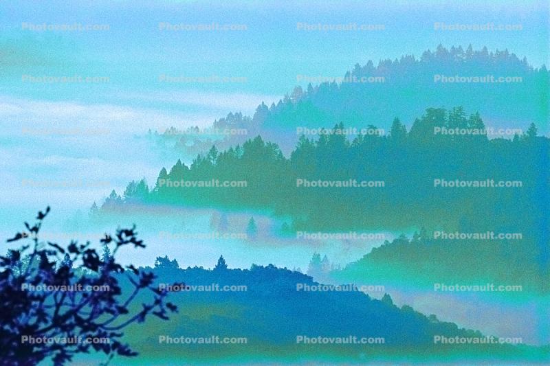 fog over the coastal range, bucolic, mystical, forest