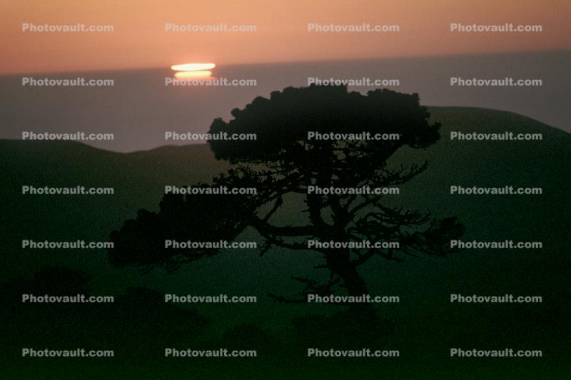 sunset, tree