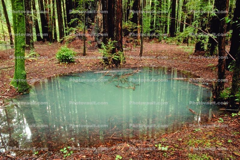 Emerald Pools, ponds, water, hobbitlands, Forest