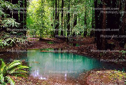Emerald Pools, ponds, water, Forest