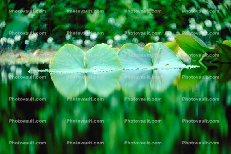 Lillies, pond, reflection, water