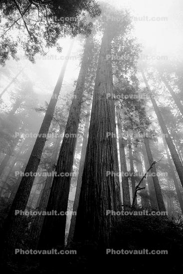 looking up in a redwood forest, fog, foggy