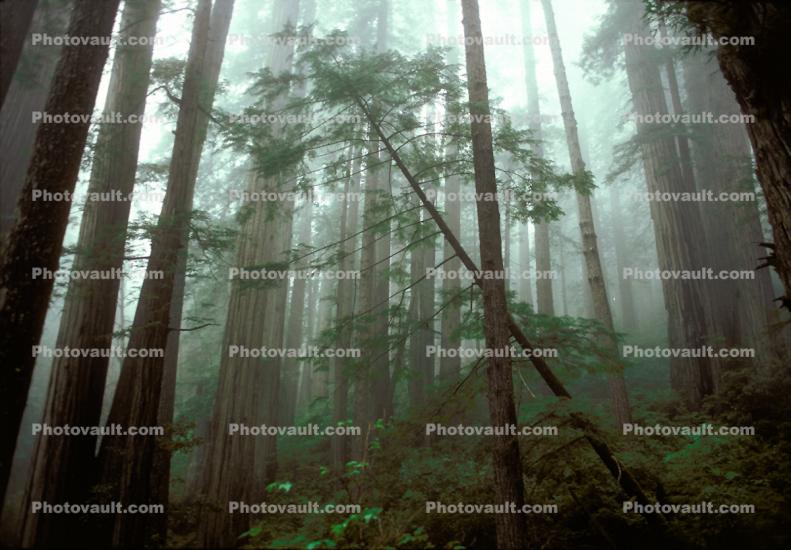 Redwood Forest, fog, foggy, leaning tree