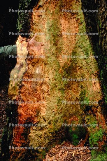 redwood tree trunk