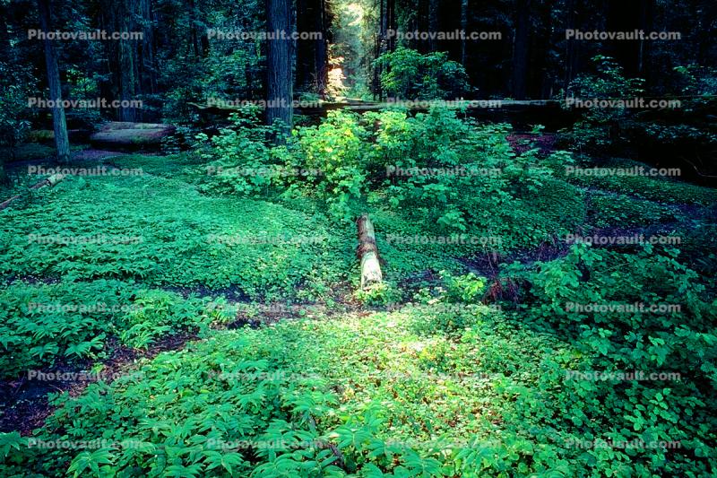 Clover in a sliver of light, fallen trees, forest, Avenue of the Giants, Humboldt County