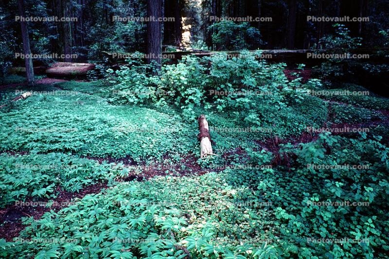 Clover, fallen trees, forest, Avenue of the Giants, Humboldt County